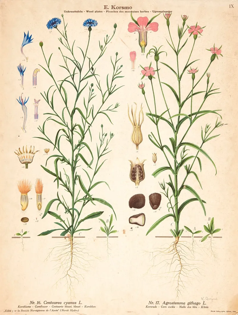 Cornflower Corn Cockle Wall Art by Knut Quelprud - High-Resolution Digital Print