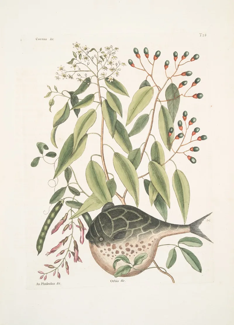 Cornus An Phaseolus Orbis Laevis Variegatus The Globe Fish Wall Art by Mark Catesby - High-Resolution Digital Print