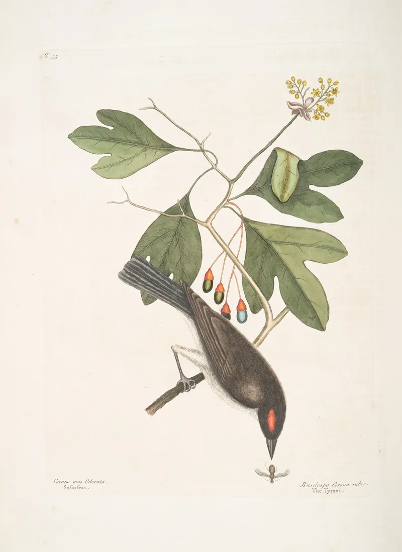 Cornus Mas Odorata Sassasras Muscicapa Corona Rubra Thetyrant Wall Art by Mark Catesby - High-Resolution Digital Print