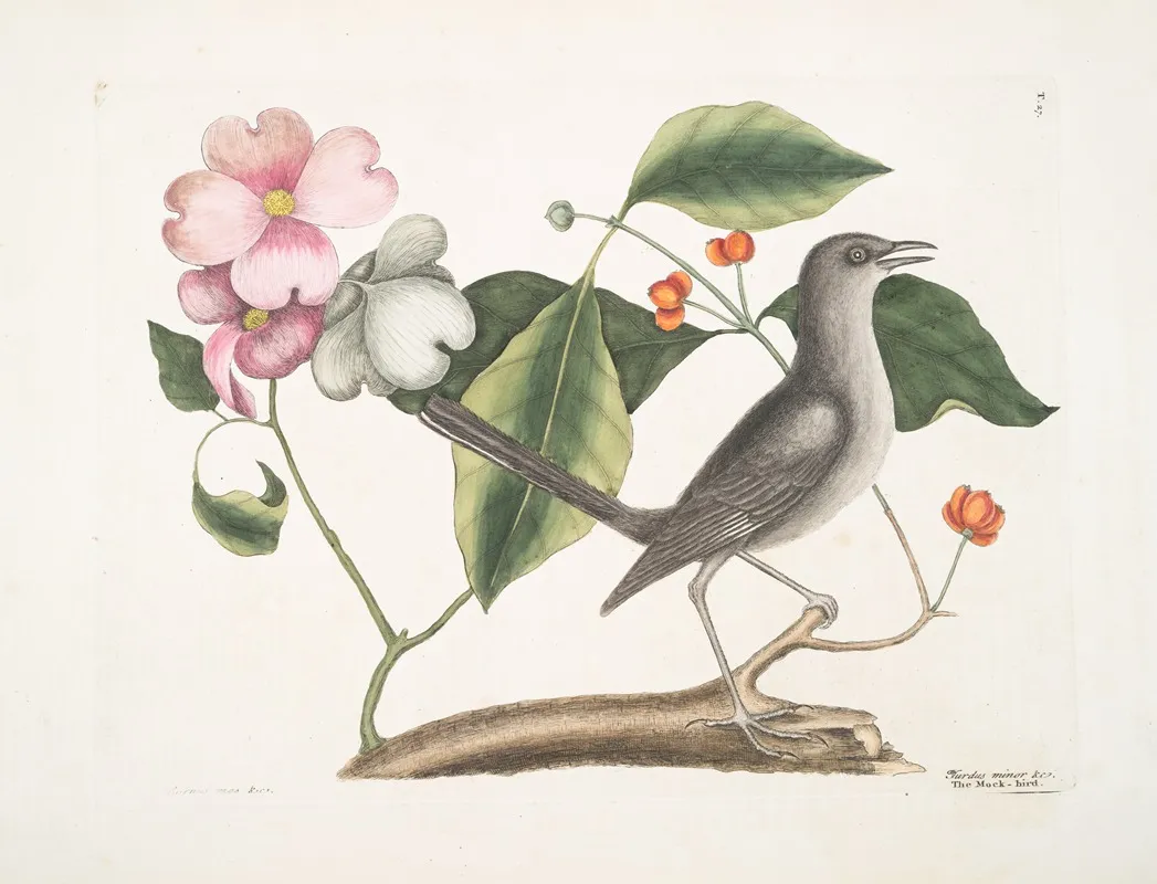 Cornus Mas Virginiana Turdus Minor C The Mock Bird Wall Art by Mark Catesby - High-Resolution Digital Print
