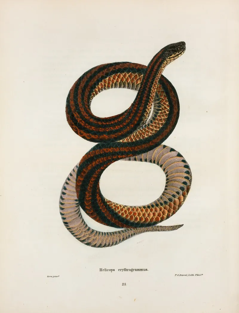 Coronella Doliata Wall Art by John Edwards Holbrook - High-Resolution Digital Print