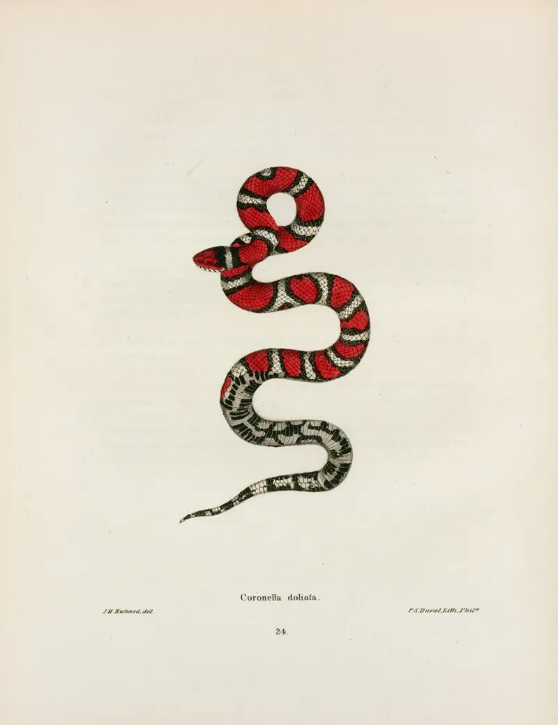 Coronella Rhombo Maculata Wall Art by John Edwards Holbrook - High-Resolution Digital Print