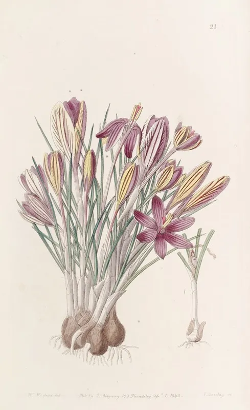 Corsican Crocus Wall Art by Sydenham Edwards - High-Resolution Digital Print