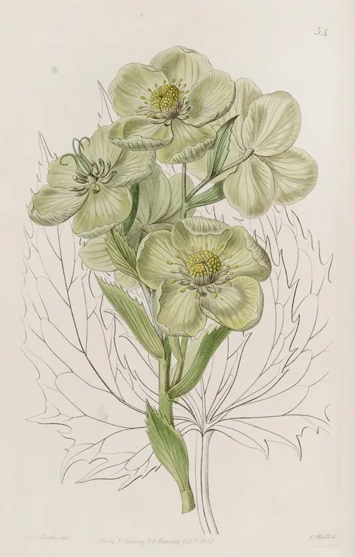 Corsican Hellebore Wall Art by Sydenham Edwards - High-Resolution Digital Print