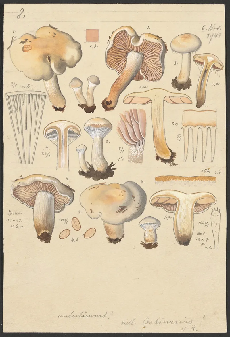 Cortinarius Argutus Wall Art by Hans Walty - High-Resolution Digital Print