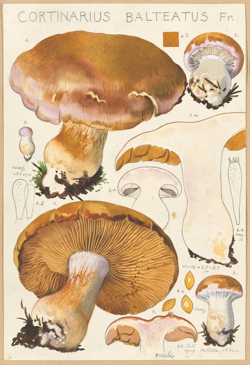 Cortinarius Balteatus Fr Wall Art by Hans Walty - High-Resolution Digital Print