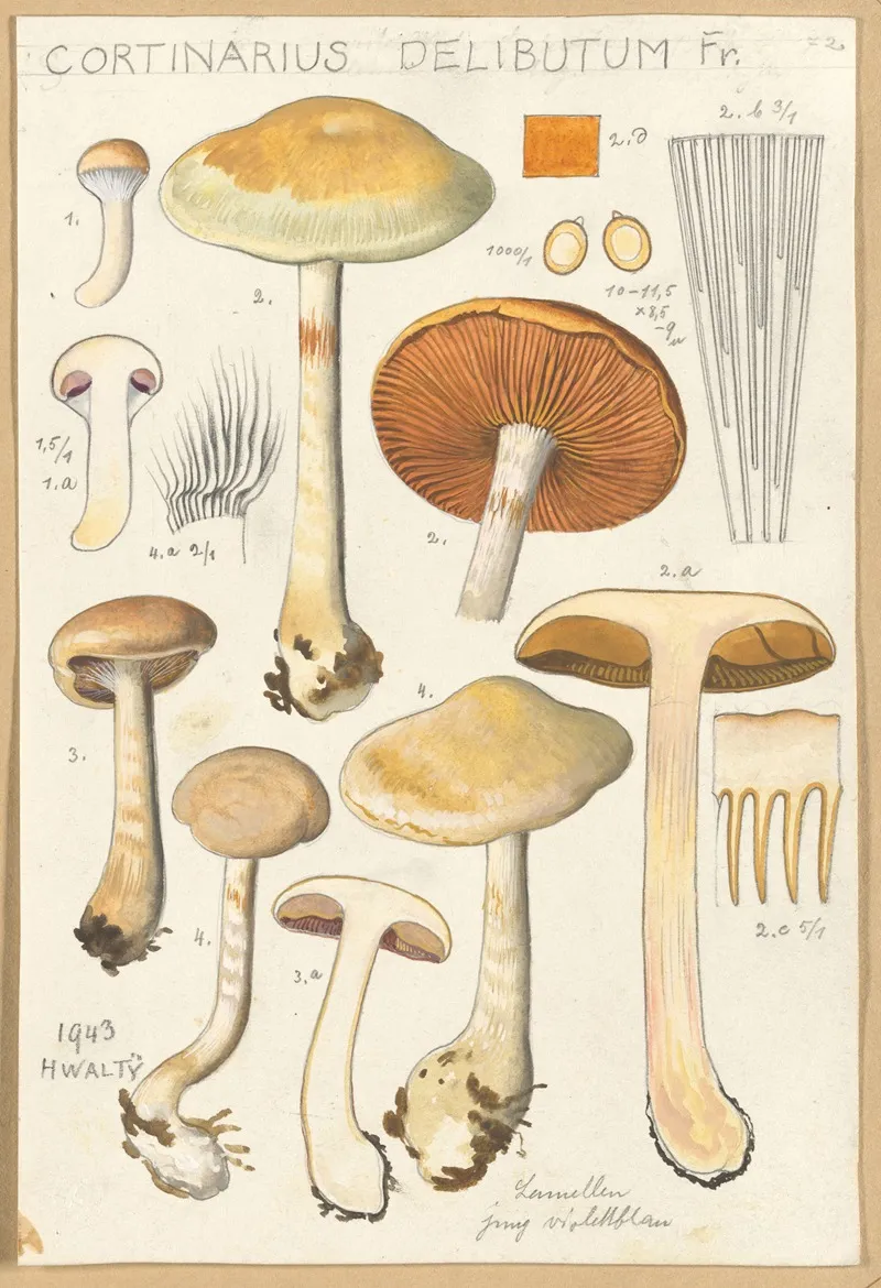 Cortinarius Delibutum Wall Art by Hans Walty - High-Resolution Digital Print