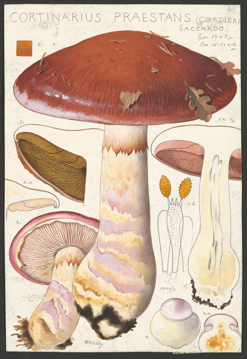 Cortinarius Praestans Cordier Saccardo Wall Art by Hans Walty - High-Resolution Digital Print