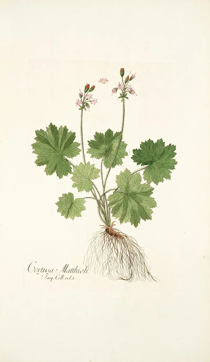 Cortusa Matthioli Wall Art by Nikolaus Joseph Freiherr von Jacquin - High-Resolution Digital Print
