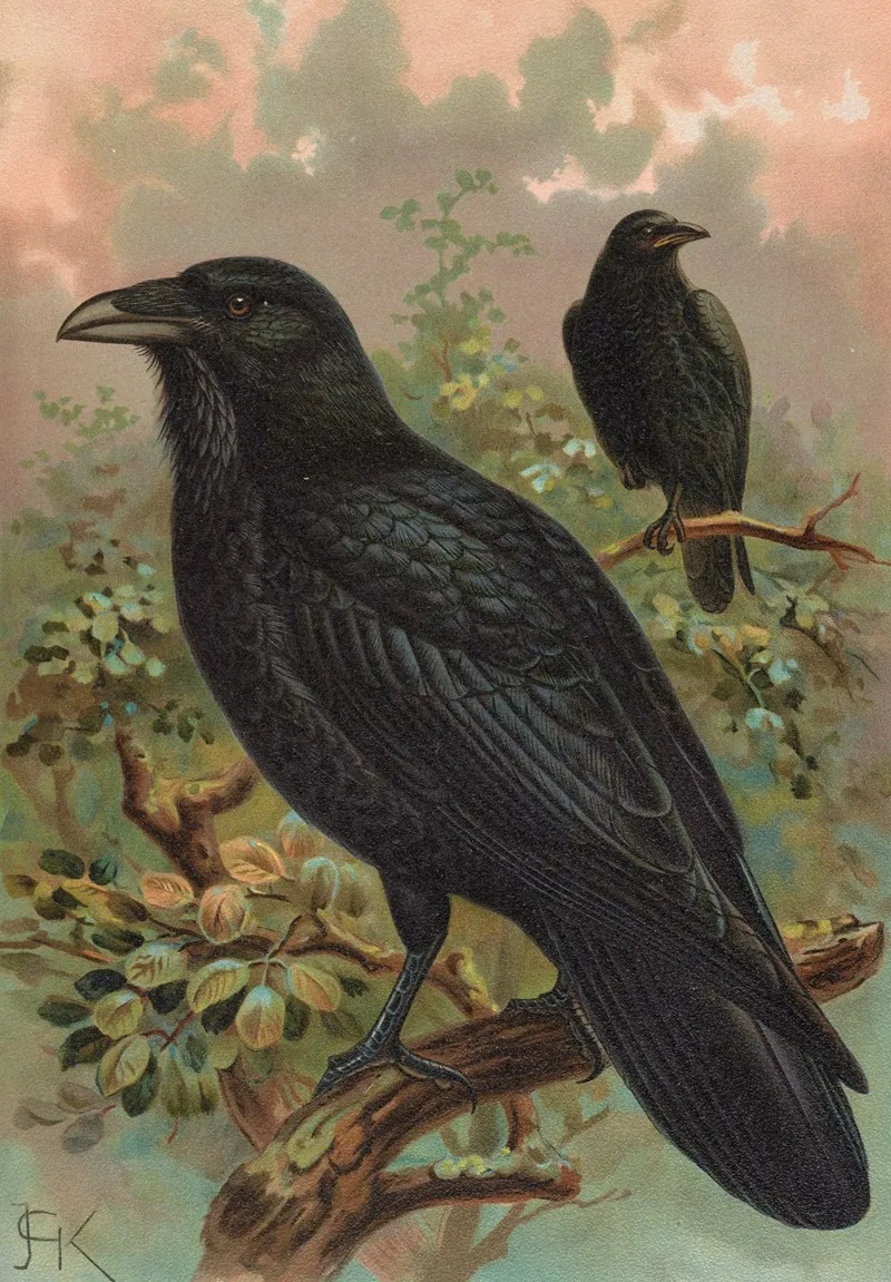 Corvus Corax Wall Art by Johann Friedrich Naumann - High-Resolution Digital Print