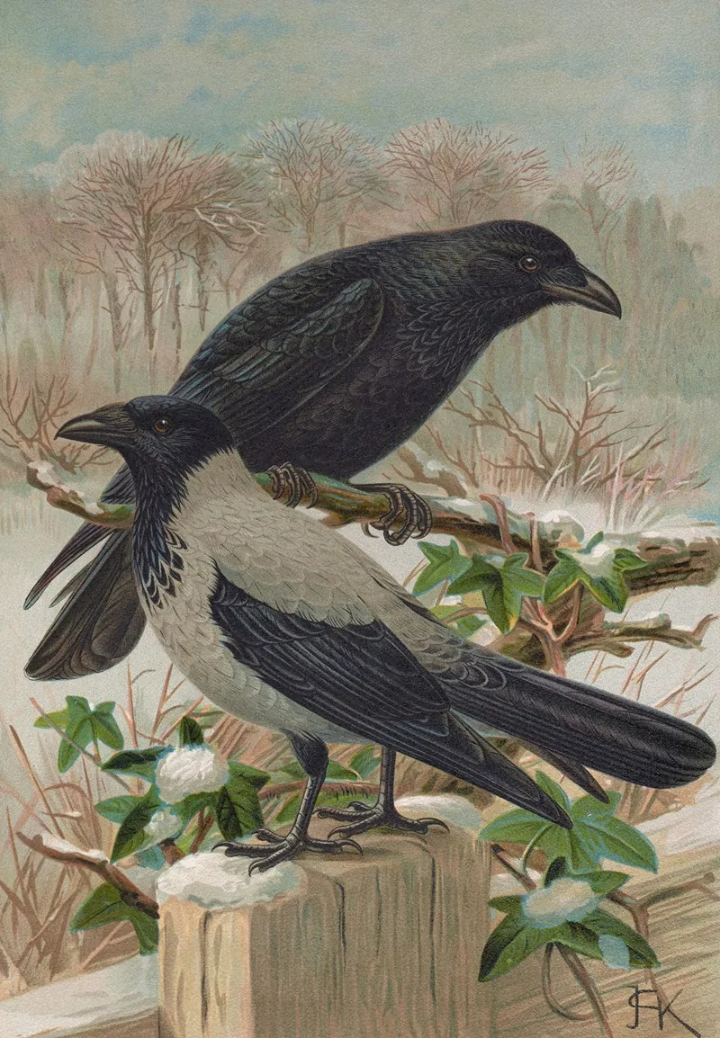 Corvus Corone Corvus Cornix Wall Art by Johann Friedrich Naumann - High-Resolution Digital Print