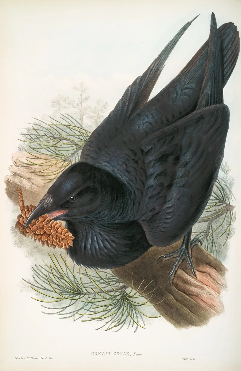 Corvux Corax Raven Wall Art by John Gould - High-Resolution Digital Print
