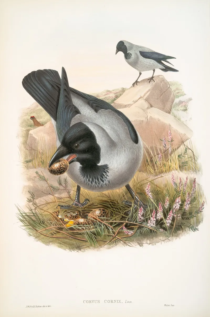 Corvux Cornix Hooded Crow Wall Art by John Gould - High-Resolution Digital Print