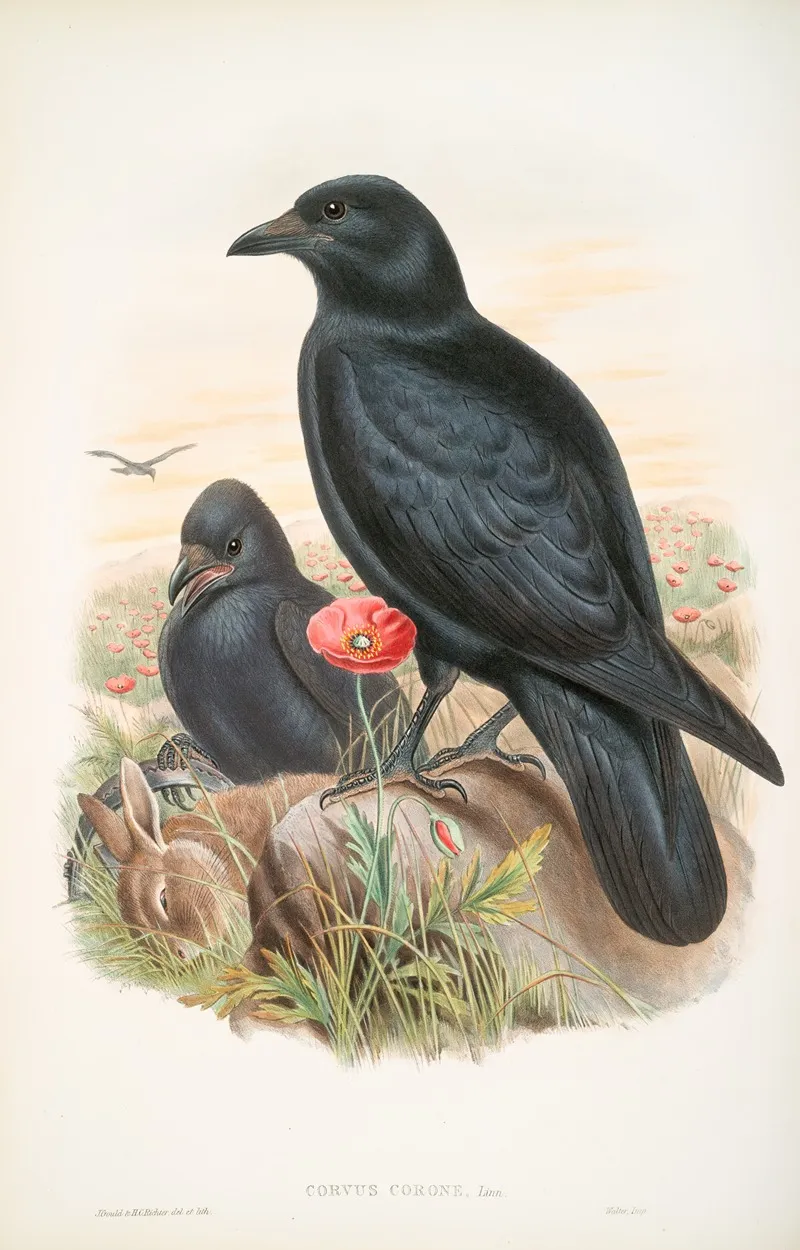 Corvux Corone Carrion Crow Wall Art by John Gould - High-Resolution Digital Print