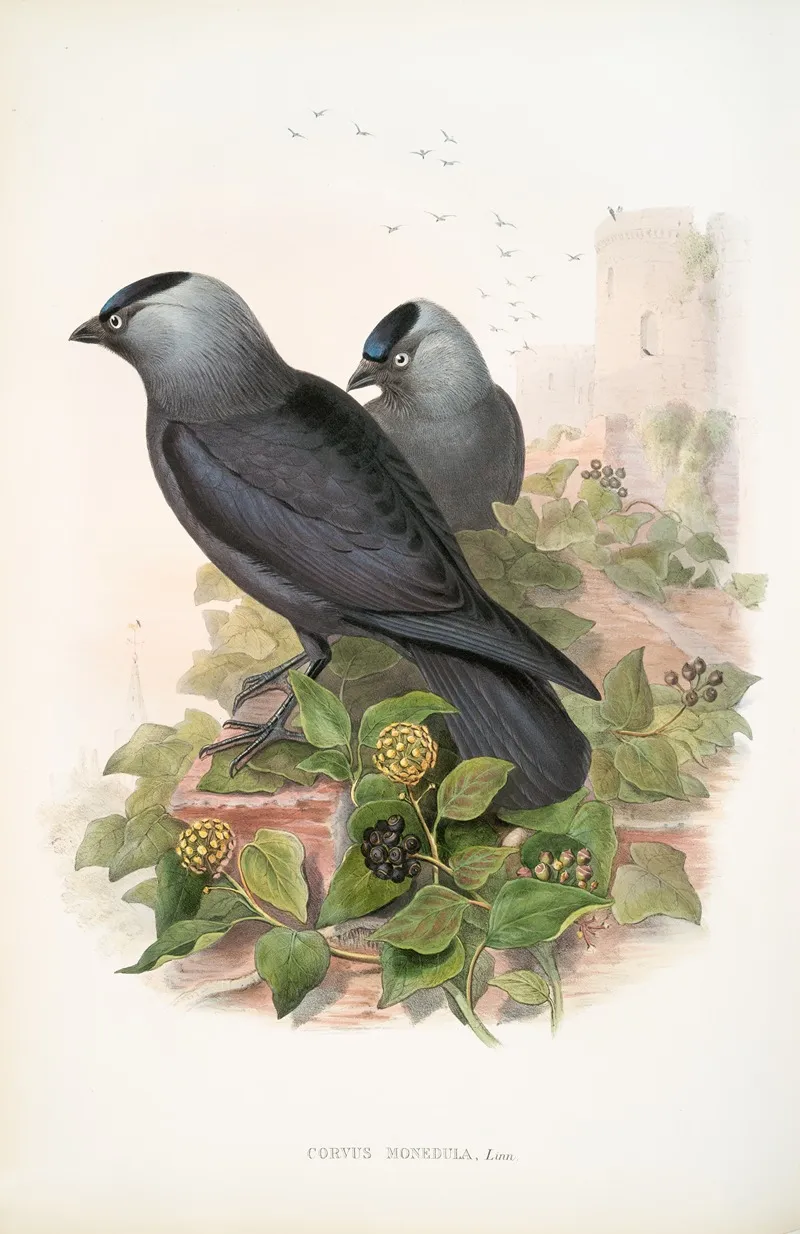 Corvux Monedula Jackdaw Wall Art by John Gould - High-Resolution Digital Print