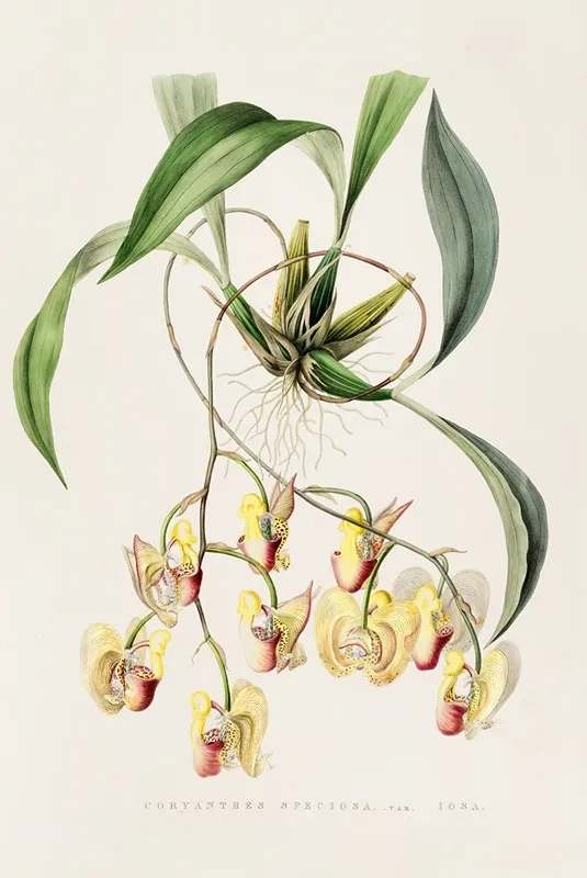 Coryanthes Speciosa Wall Art by James Bateman - High-Resolution Digital Print