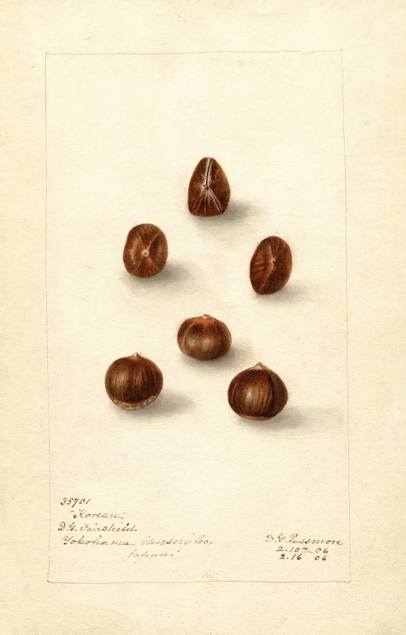 Corylus Korean Wall Art by Deborah Griscom Passmore - High-Resolution Digital Print