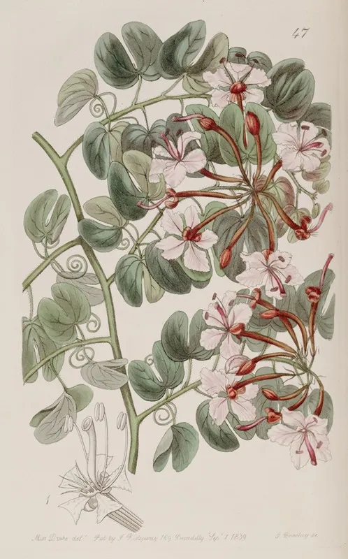 Corymb Flowering Baukinia Wall Art by Sydenham Edwards - High-Resolution Digital Print