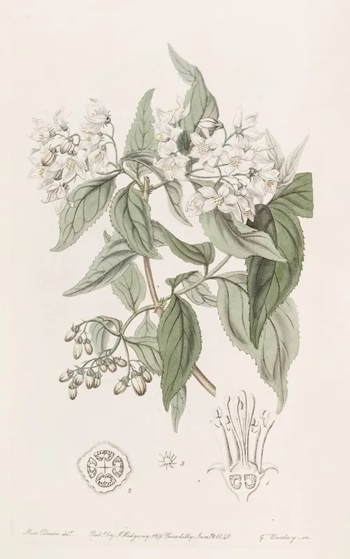 Corymb Flowering Deutzia Wall Art by Sydenham Edwards - High-Resolution Digital Print
