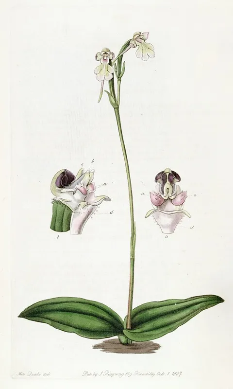 Corymbose Dog Orchis Wall Art by Sydenham Edwards - High-Resolution Digital Print