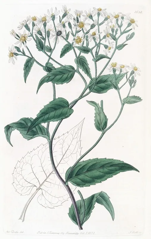 Corymbose Eurybia Wall Art by Sydenham Edwards - High-Resolution Digital Print