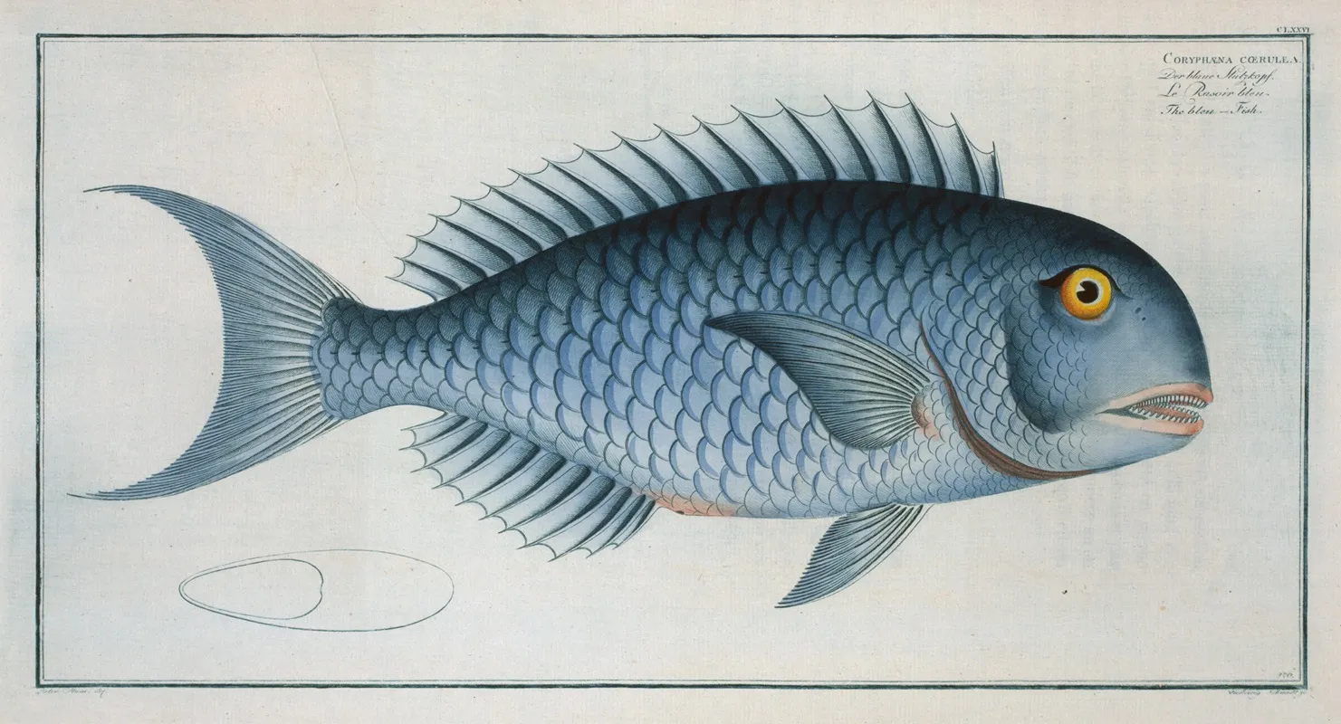 Coryphaena Coerulea The Bleu Fish Wall Art by Marcus Elieser Bloch - High-Resolution Digital Print