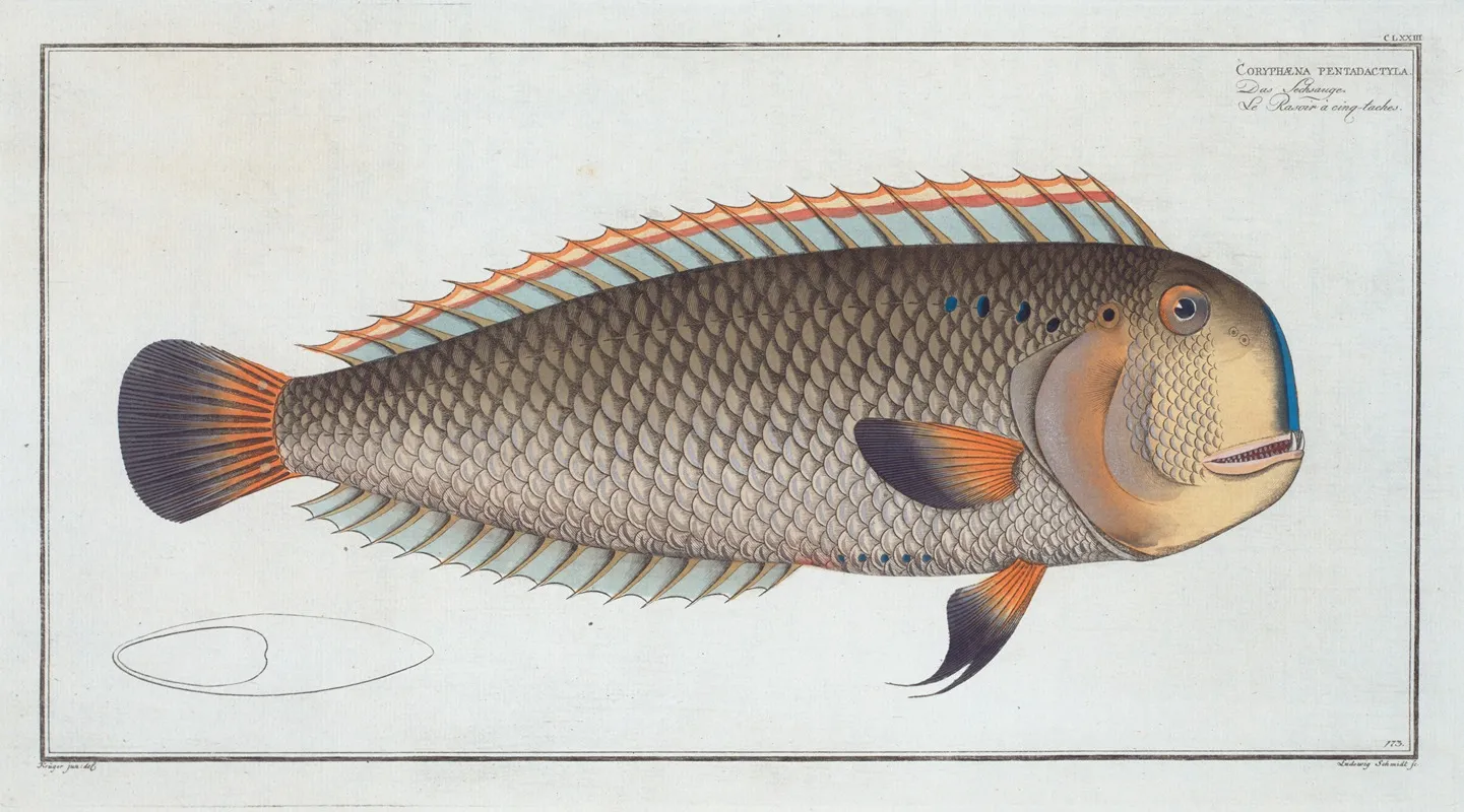 Coryphaena Pentadactyla Wall Art by Marcus Elieser Bloch - High-Resolution Digital Print