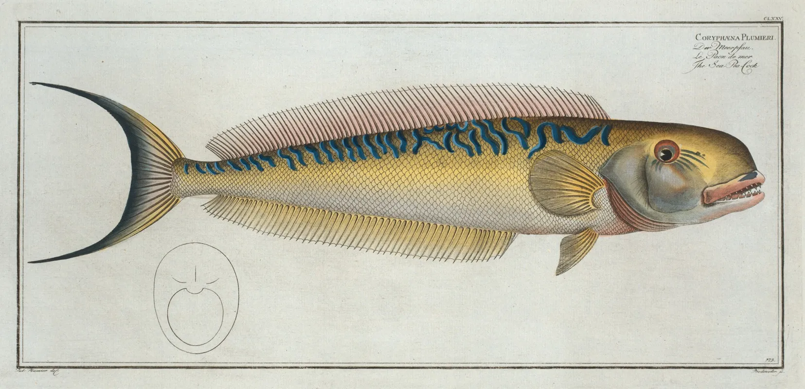 Coryphaena Plumieri The Sea Pea Cock Wall Art by Marcus Elieser Bloch - High-Resolution Digital Print