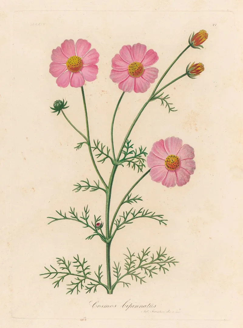 Cosmos Bipinnatus 2 Wall Art by Gaetano Savi - High-Resolution Digital Print