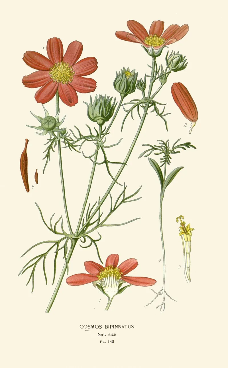 Cosmos Bipinnatus Wall Art by Edward Step - High-Resolution Digital Print