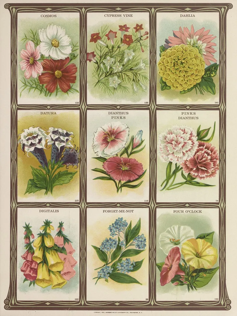 Cosmos Cypress Vine Dahlia Datura Wall Art by Genesee Valley Lithograph Co. - High-Resolution Digital Print