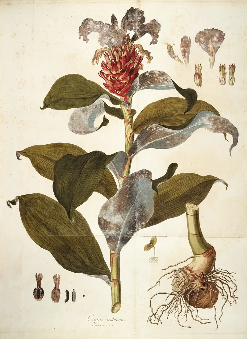 Costus Arabicus 2 Wall Art by Nikolaus Joseph Freiherr von Jacquin - High-Resolution Digital Print