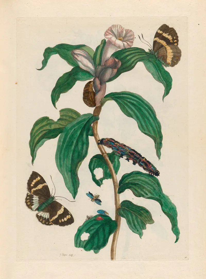Costus Arabicus 3