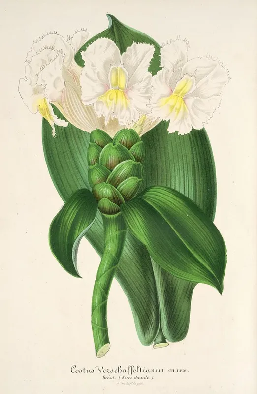 Costus Verschaffeltianus Wall Art by Charles Antoine Lemaire - High-Resolution Digital Print