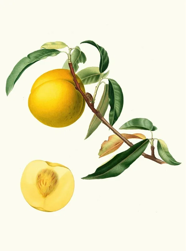 Cotogna Durana Massima O Giallona Di Verona Persica Julodermis Cotonea Giallona Of Verona Peaches Wall Art by Giorgio Gallesio - High-Resolution Digital Print
