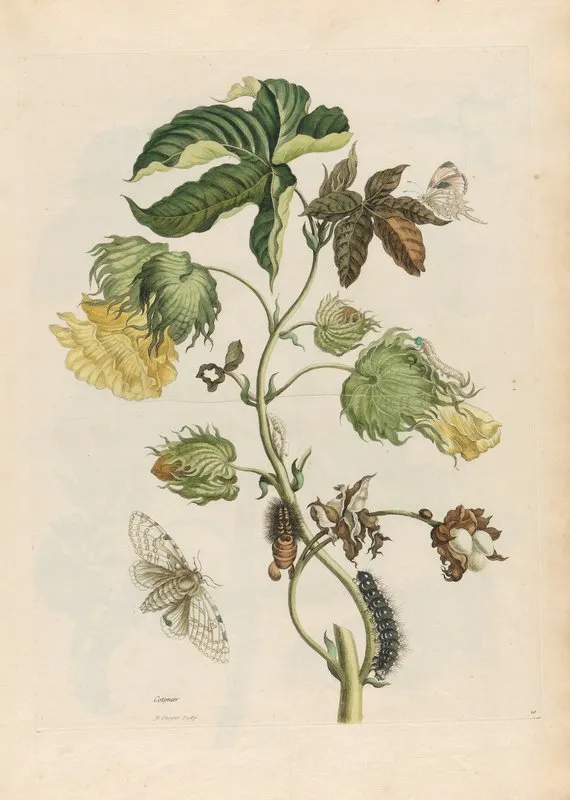Cotonier 2