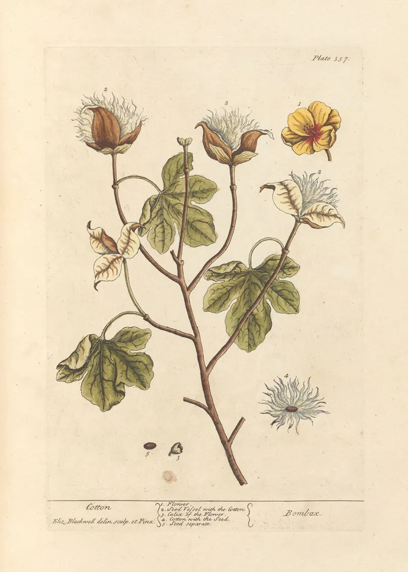 Cotton 3 Wall Art by Elizabeth Blackwell - High-Resolution Digital Print