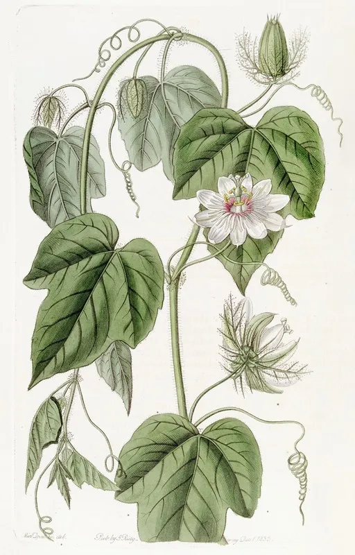 Cotton Leaved Passionflower Wall Art by Sydenham Edwards - High-Resolution Digital Print