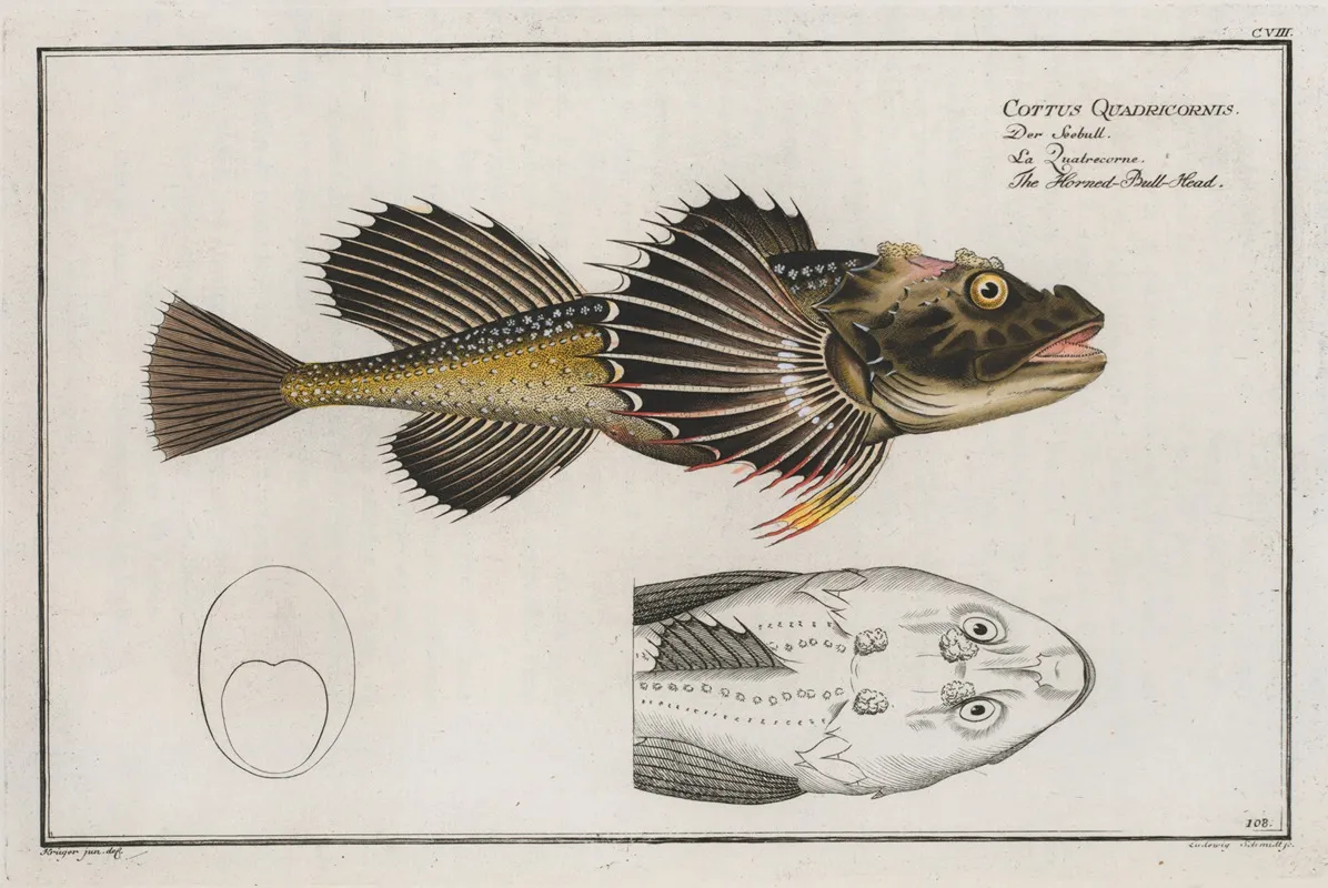 Cottus Quadricornis The Horned Bull Head Wall Art by Marcus Elieser Bloch - High-Resolution Digital Print
