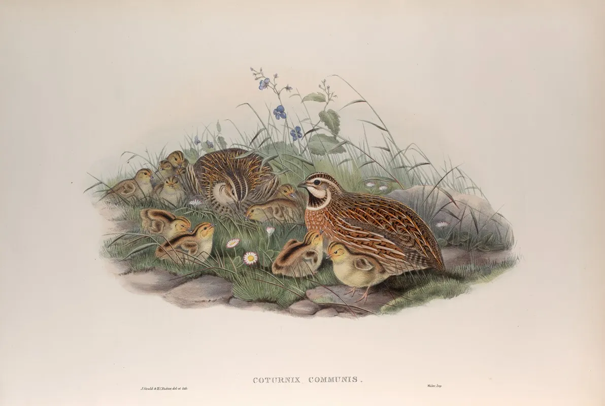 Coturnix Communis Common Quail Wall Art by John Gould - High-Resolution Digital Print