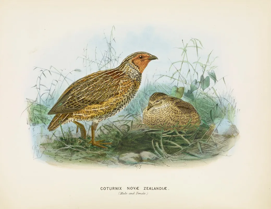 Coturnix Novae Zealandiae Male And Female Wall Art by John Gerrard Keulemans - High-Resolution Digital Print