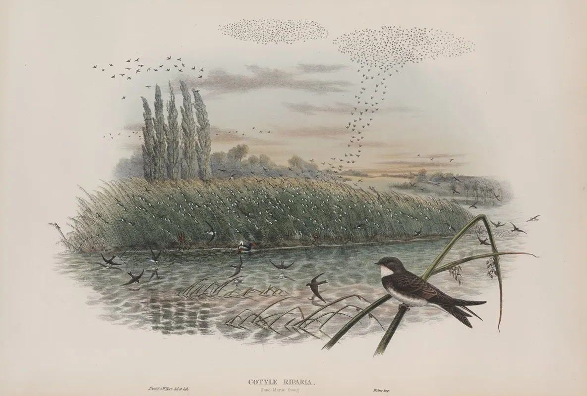 Cotyle Riparia Sand Martin Young Wall Art by John Gould - High-Resolution Digital Print