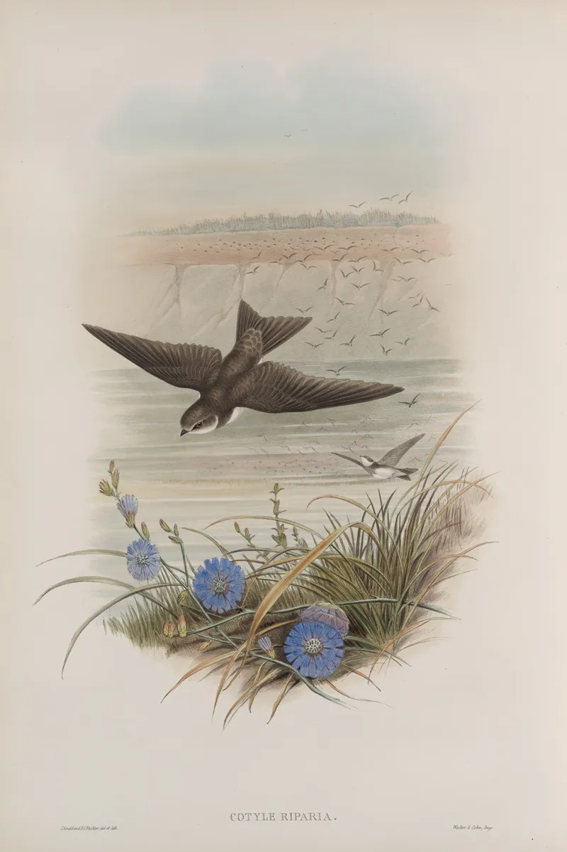 Cotyle Riparia Sand Martin Wall Art by John Gould - High-Resolution Digital Print