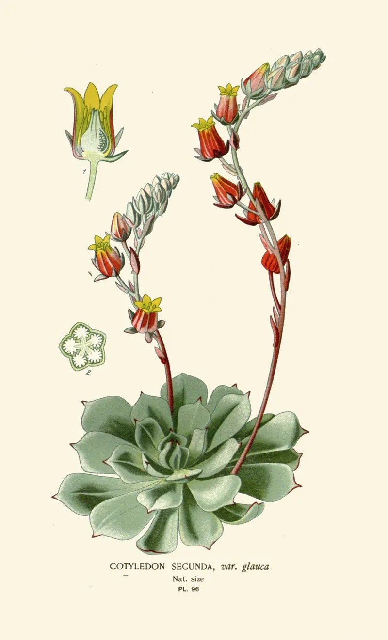 Cotyledon Secunda Wall Art by Edward Step - High-Resolution Digital Print