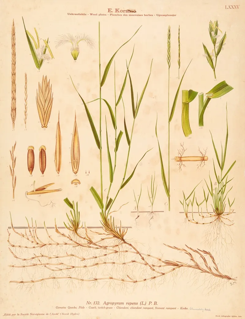 Couch Twitch Grass Wall Art by Sara Mørk - High-Resolution Digital Print