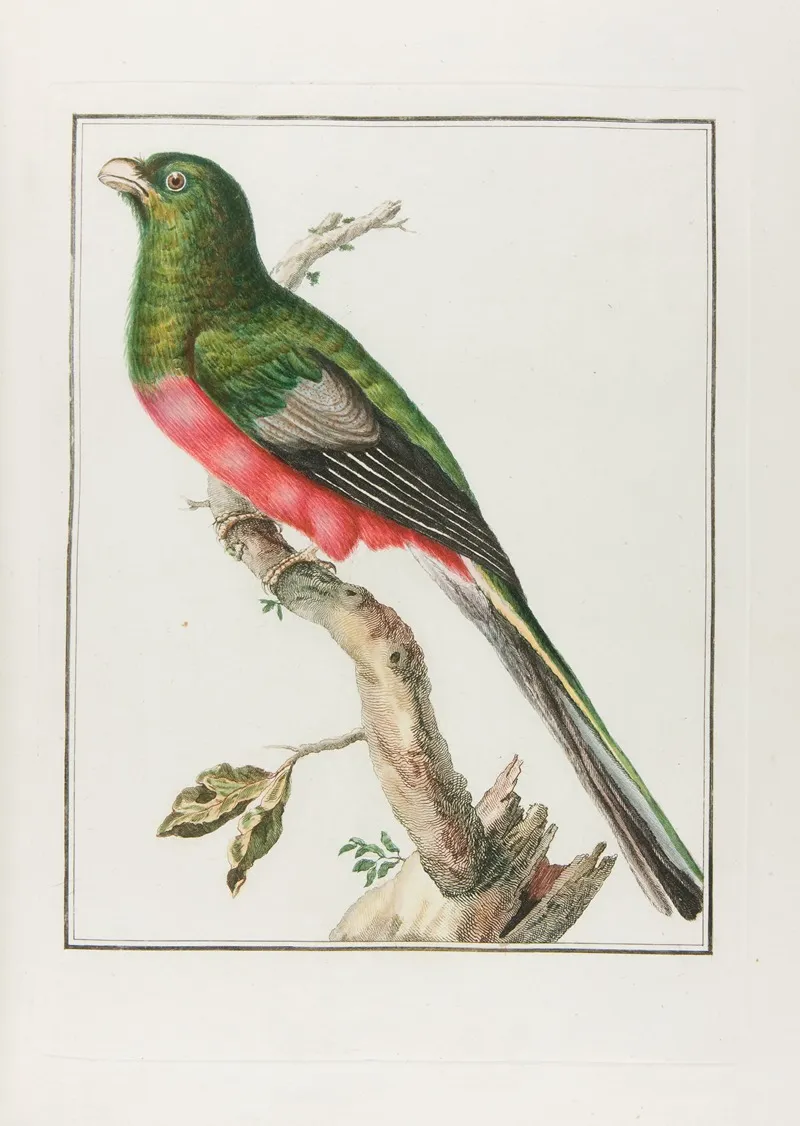Couroulou Dafrique Male Wall Art by François Levaillant - High-Resolution Digital Print