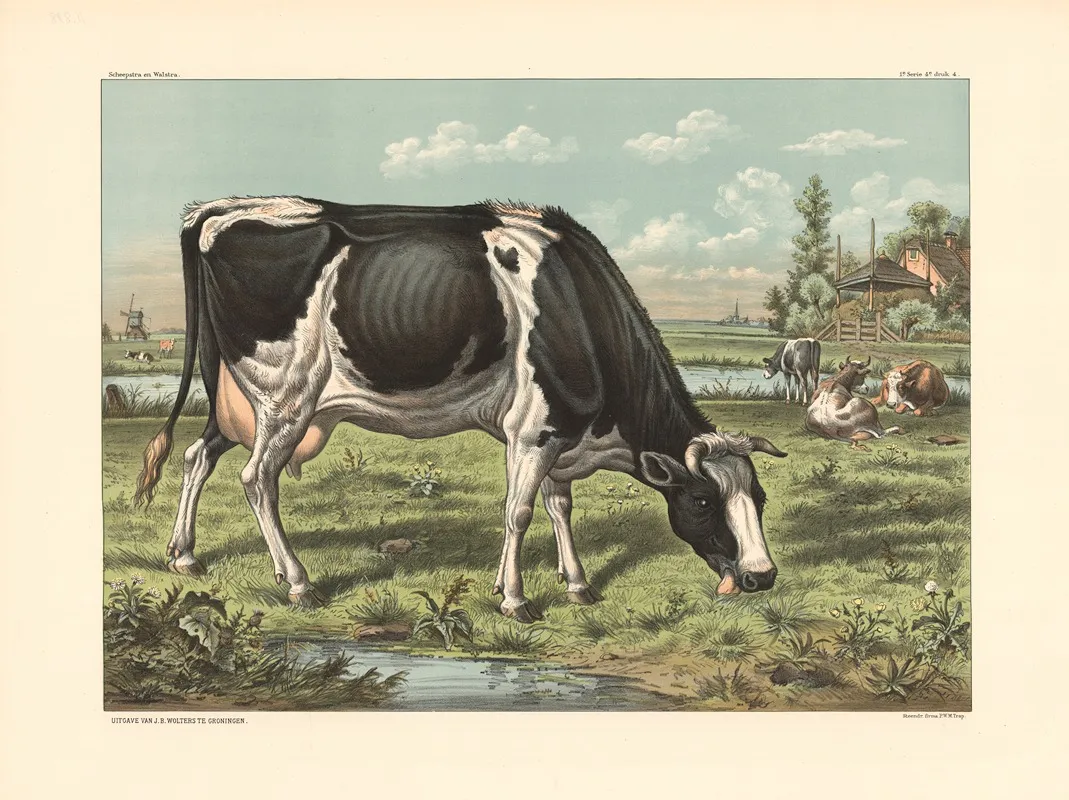 Cow 13