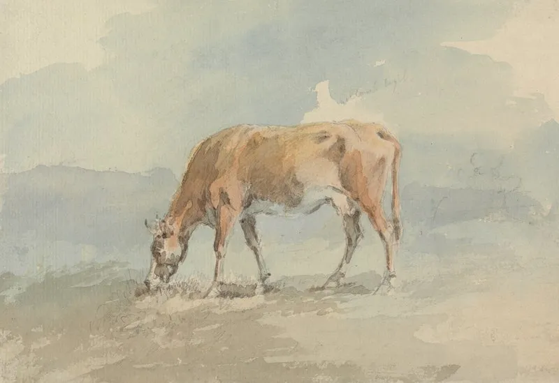 Cow Grazing 2