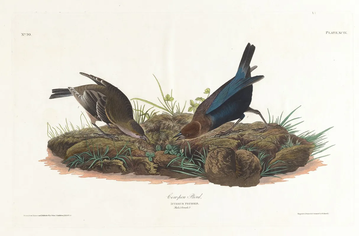 Cow Pen Bird Wall Art by John James Audubon - High-Resolution Digital Print