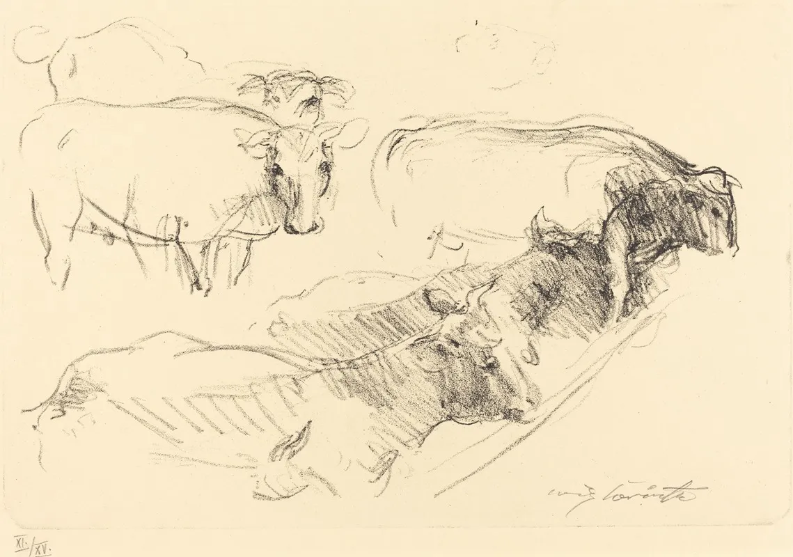 Cows Kuhe
